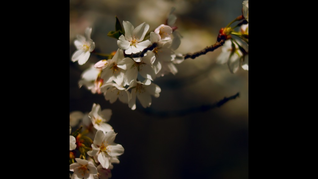 Cherry Blossoms